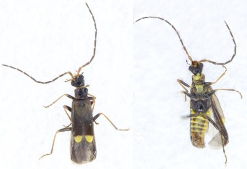 Réf. 326 780 : Malthodes dispar